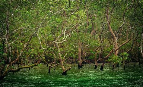 Sundarban Tour Special Packages from Kolkata by sundarban wildlife tourism