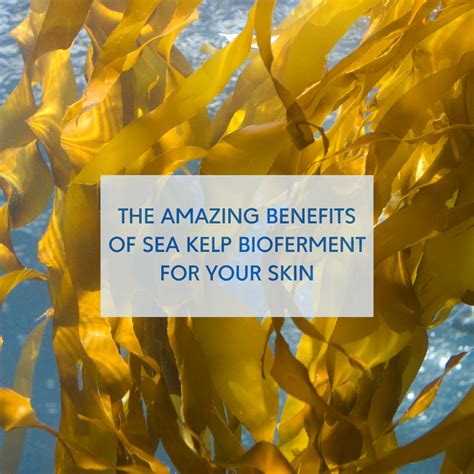Unlocking the Power of Sea Kelp Bioferment: The Secret to Glowing, You – Rena Roots™