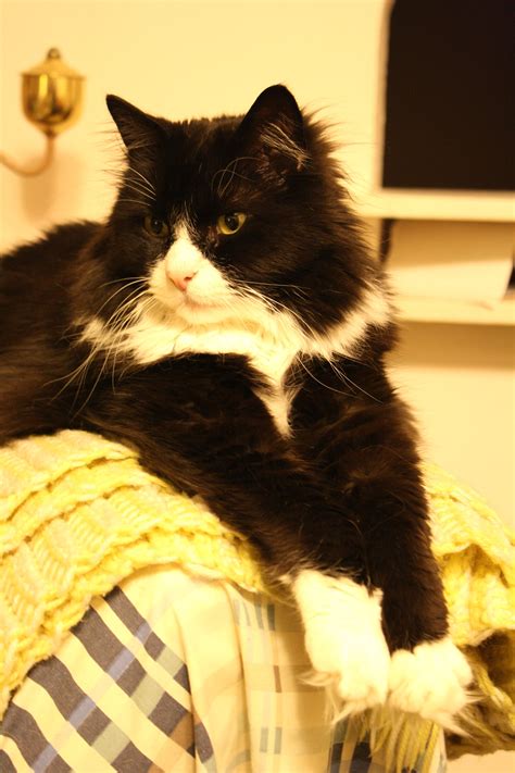 Long Hair Tuxedo Cat Breed