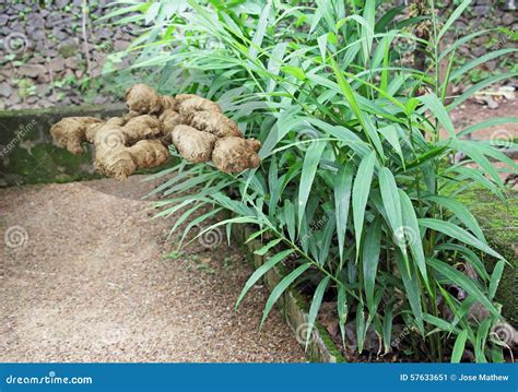 Organic Ginger Roots and Plants Stock Image - Image of herb, ingredient ...