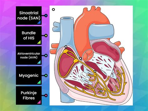 Image result for Cardiac Conduction System Flowchart