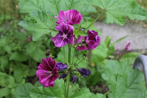 Malva sylvestris