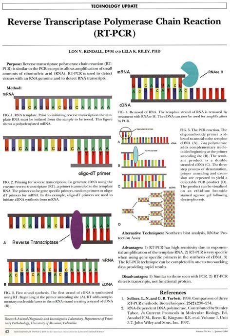 Image result for Reverse Transcriptase PCR Steps
