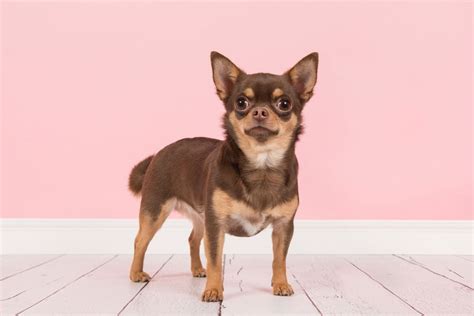 Do Chihuahuas Shed And How To Deal With Their Shedding