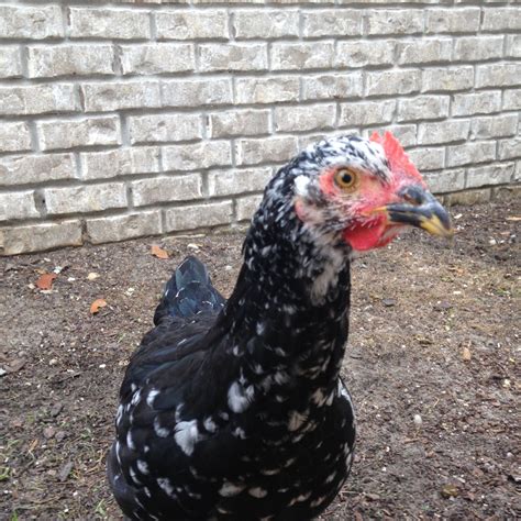 Image result for Mottled Java Chicken