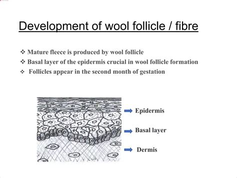 development of wool | PPTX