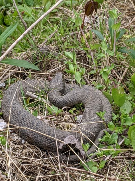 Found in [Pennsylvania]. Is this a northern water snake? Won't kill my ...
