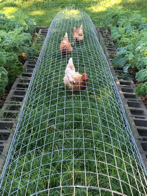 Growing Vegetables With Chickens at Mildred Pryor blog