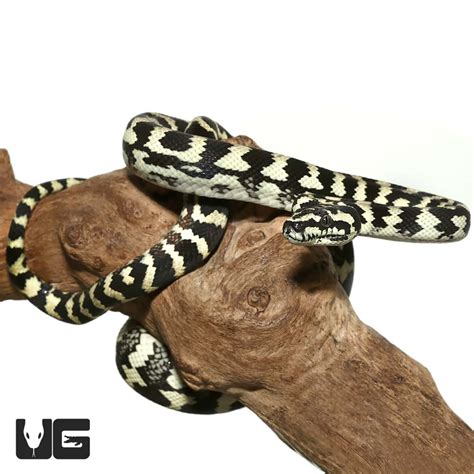Adult Female Jungle Carpet Python 的图像结果