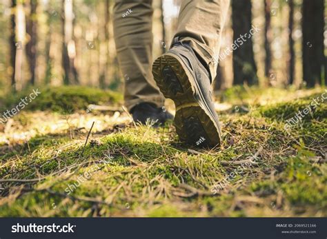 78,057 Steps Forest Stock Photos, Images & Photography | Shutterstock