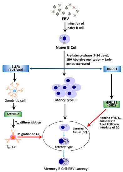 Biomolecules | Special Issue : Epstein-Barr Virus Disease Mechanisms ...
