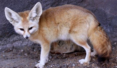 Fennec Fox Extinction 的图像结果