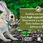 Image result for Rabbits Eating Alfalfa