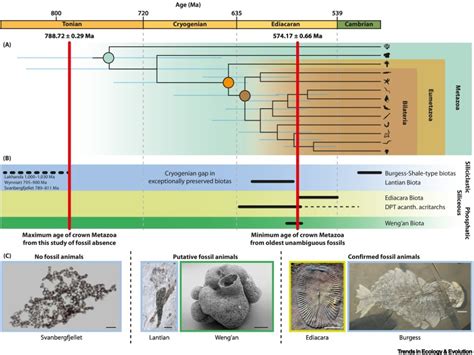 Evolution of Animals 的图像结果