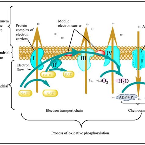 Energy Human 的图像结果