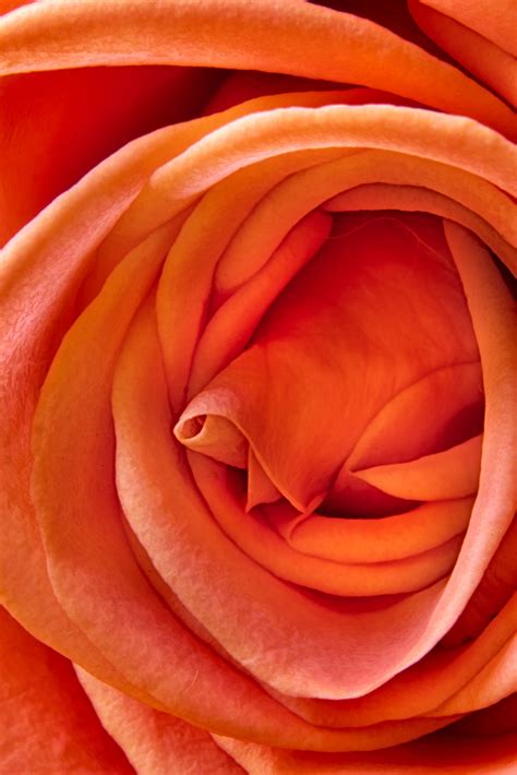 When Georgia O’Keeffe Met Gertrude Stein – Harold Davis