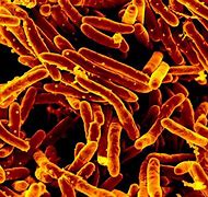 Image result for mycobacterium