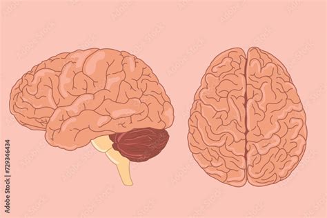Brain 的图像结果