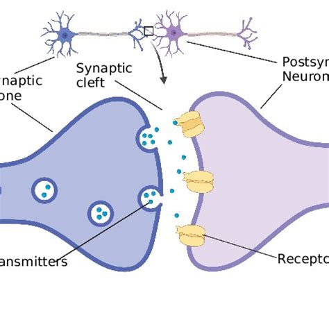 Synapse Permban Script 的图像结果