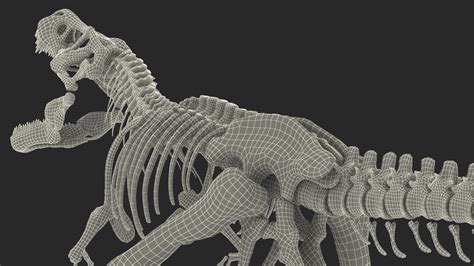 Tyrannosaurus Rex Skeleton Fossil Standing Pose 3D | 3D Molier ...