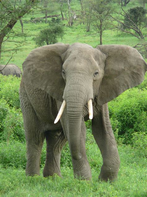 Loxodonta - Wikimedia Commons