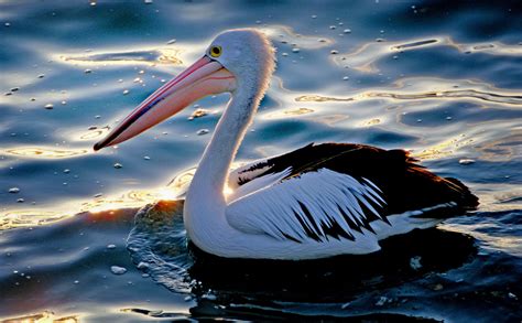 Pelican Free Stock Photo - Public Domain Pictures