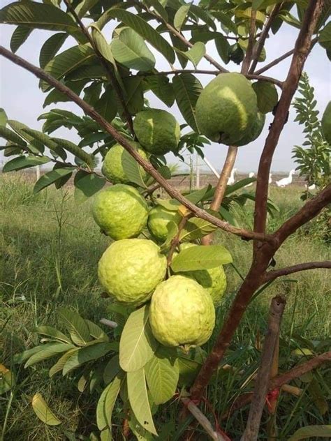 Image result for Planting Guava Tree