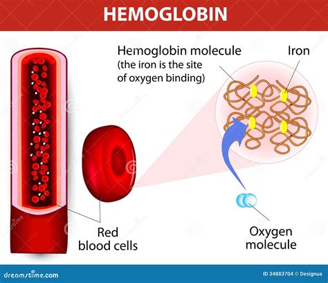 Molecule Haemoglobin Stock Images - Image: 34883704 - haemoglobin is high