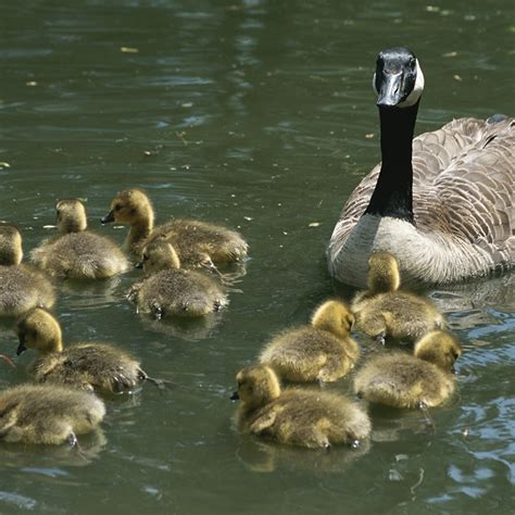 Baby Animals | Baamboozle - Baamboozle | The Most Fun Classroom Games!