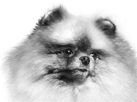 Pomeranian | Royal Canin IN