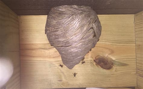 Yellow Jacket Control, Removal & Extermination Pittsburgh, Pennsylvania ...