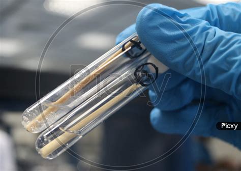 Catalase Test Negative