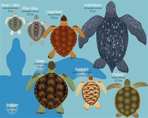 Sea Turtles | Smithsonian Ocean