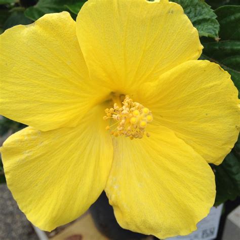 Yellow Hibiscus | Yellow hibiscus, Hibiscus, Plants