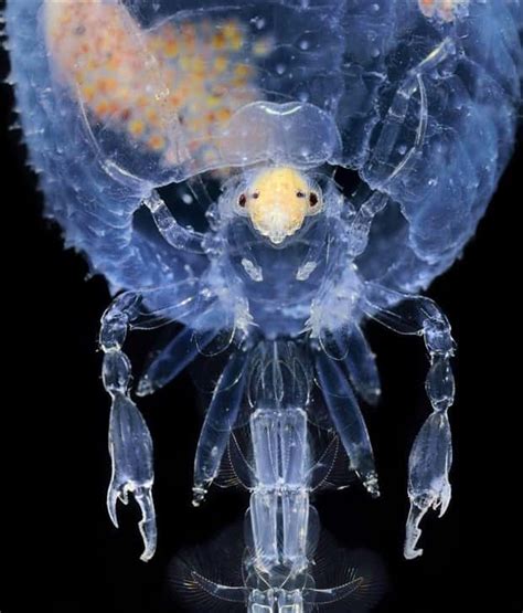 Alien Like Sea Creatures 的图像结果