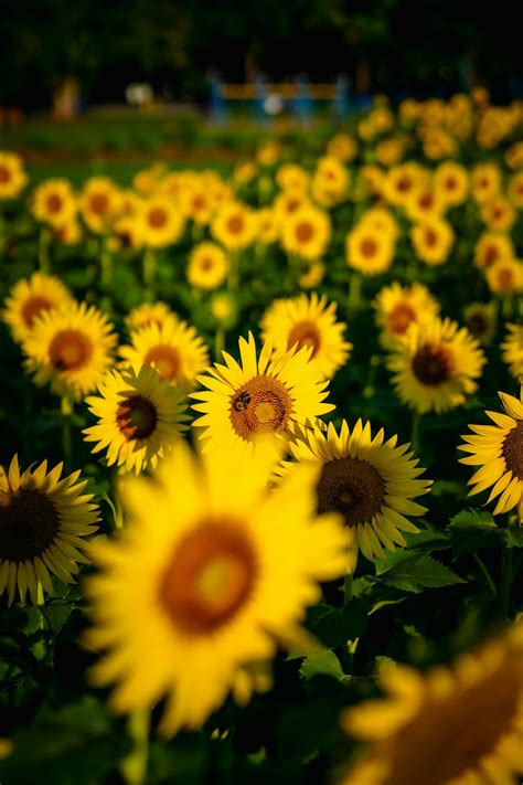 Pictures for Environment 的图像结果