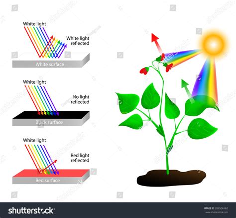 Image result for How Light Reflects