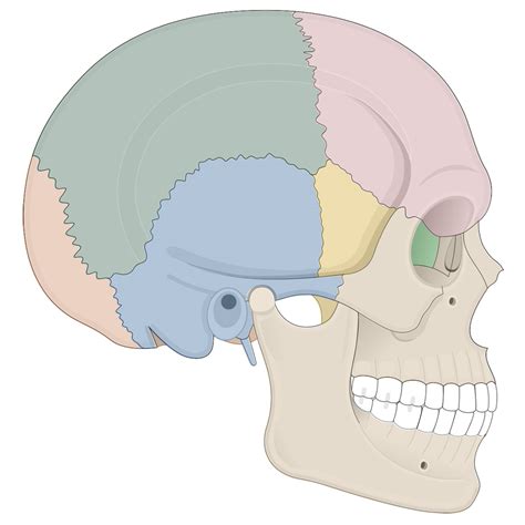 Human Skull Anatomy Anterior View (Illustrations) – Human Bio Media