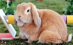Image result for House Rabbit Breeds