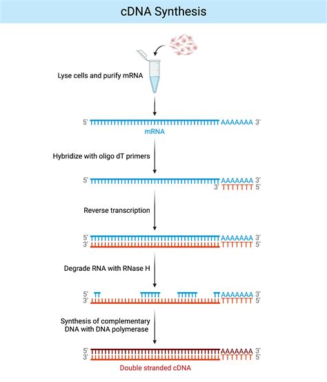 cDNA Synthesis Protocol 的图像结果