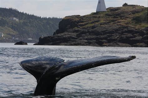 ADVENTURE BAY WHALE WATCH CO. (2025) All You Need to Know BEFORE You Go ...