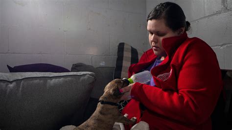 Rebel Dogs Detroit helps rescue strays from the streets