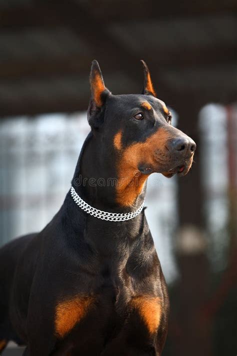 Doberman Scary 的图像结果