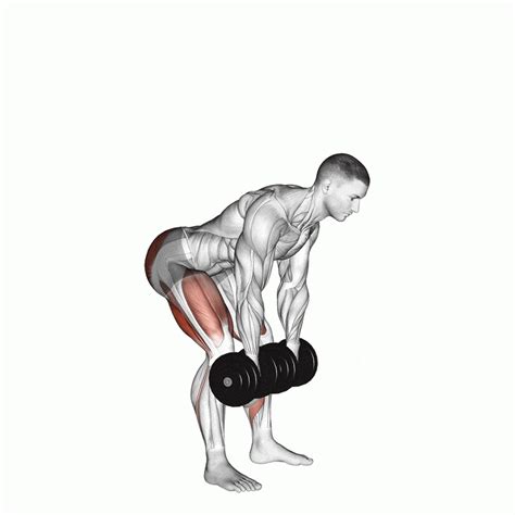 Romanian Dumbbell Deadlift: Target Hamstrings, Glutes & Core – Fitness Volt