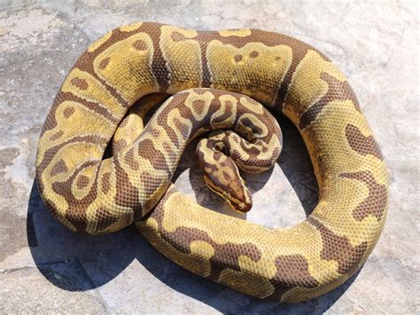 Image result for Enchi Royal Python