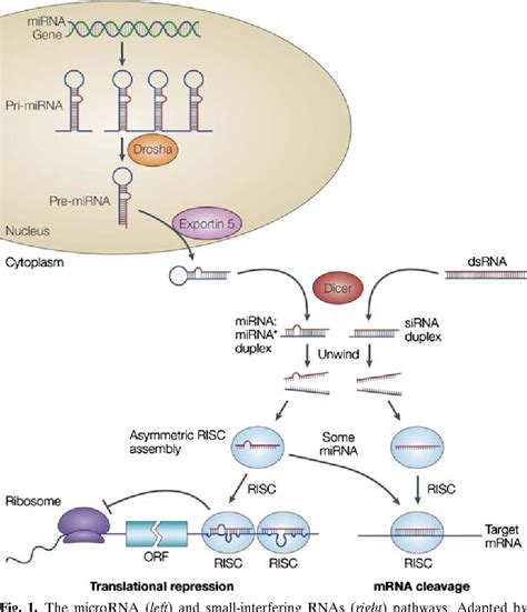 RNA Interference 的图像结果