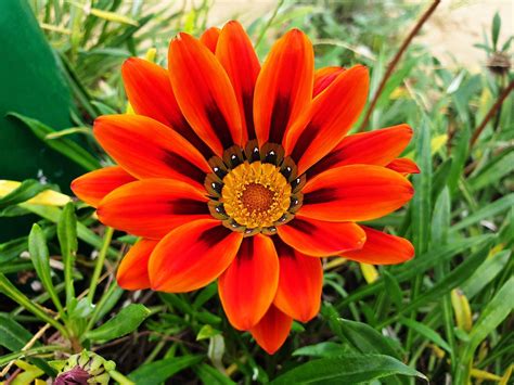 All Colors Of Flowers at Cristal Lawrence blog