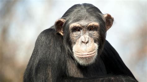 Los chimpancés tienen personalidad