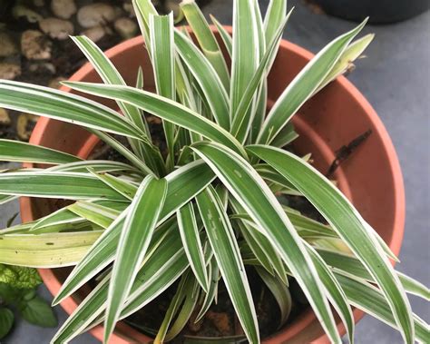 Spider Plant - Jelatok Retreat Farm