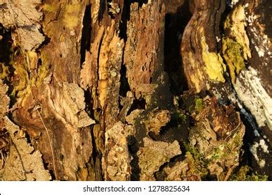 Image result for Tree with Bark Rot